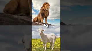 Goat vs lion