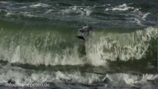 Seagull having lunch in Slowmotion