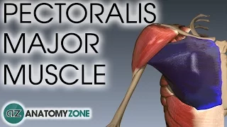 Pectoralis Major Muscle Anatomy | AnatomyZone