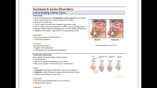 MaleReproductivePath4