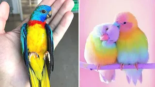 Baby Animals 🔴 Funny Parrots and Cute Birds Compilation (2021) Loros Adorables Recopilación #11