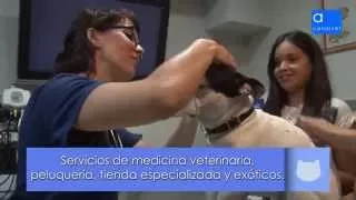 Servicios de la CLINICA veterinaria EL BOSQUE. Aluche, Madrid