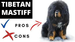 Tibetan Mastiff Pros And Cons | Should You REALLY Get A TIBETAN MASTIFF?