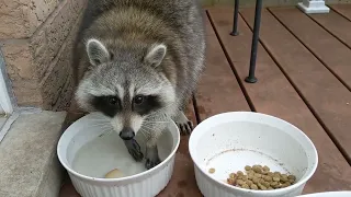 Friendly Racoon