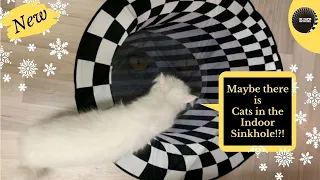 Funny Cats VS Indoor Sinkhole | New video #OpticalIllusion #IndoorSinkhole #CatReact