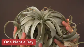 Tillandsia xerographica (Air Plant) Houseplant Care — 19 of 365