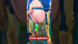 predip application in milking #shortvideo #viral #shorts