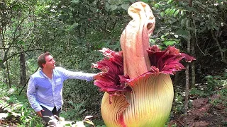 RARE And AMAZING FLOWERS You Won't Believe Exist