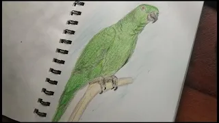 How to Draw Parrot/Parrot Drawing /Birds Drawing using pastel colors @prasartscraft