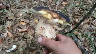 Гриби купами пару полян і додому...mushrooms