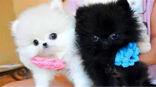 Funny and Cute Dog Pomeranian 😍🐶| Funny Puppy Videos #39
