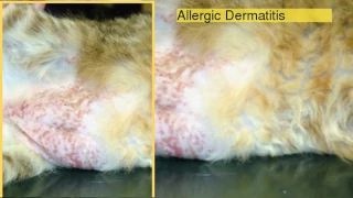 Skin Problems in Cats