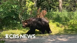 Why Japan is seeing record number of bear attacks