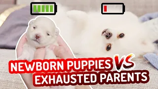 Pomeranian Newborn Puppies vs Dad | Dog Protects Puppy Videos | Cute Pom Dogs 포메 포메라이안 博美 ポメラニアン 松鼠狗