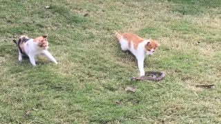 뱀은 고양이를 만나