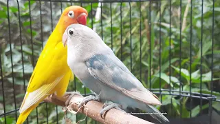 Lovebird Chirping & Singing Sounds 5 Hours - Lutino & Pastel Blue Fischer