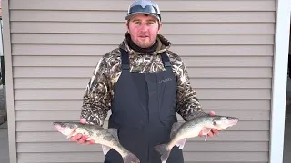 Walleye or Saugeye? What's the difference?