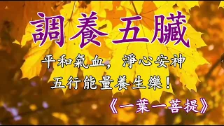 五音療疾丨平和氣血，淨心安神；五行能量養生樂《一葉一菩提》！