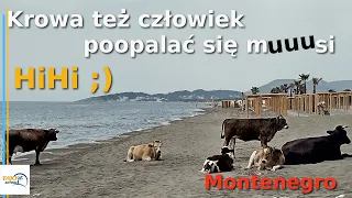 Velika Plaža Ulcinj Krowy i Ludzie na plaży. Razem tworzymy Nowy Świat! Opel combo maxi mini camper