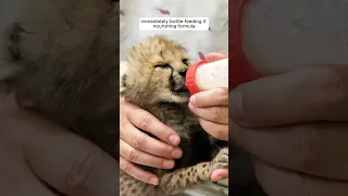 They rescued a baby cheetah and then took care of it #shorts