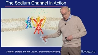 William Catterall (U. Washington) Part 2: Voltage-gated Na+ Channels at Atomic Resolution