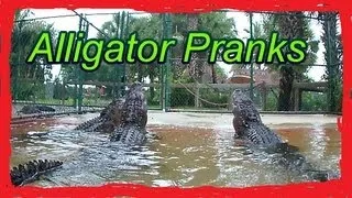 ALLIGATOR PRANKS