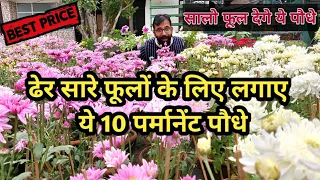 पुरे साल ढेर सारे फूलों के लिए लगाए ये 10 पर्मानेंट पौधे | Permanent Flowering Plants in India