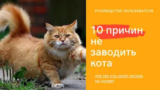 10 причин не заводить кота