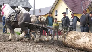 Cai probe de tracțiune cu caii lui Mircea de la Voievodeasa - Suceava