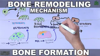 Bone Remodeling Mechanism