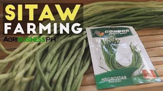 Sitaw Planting: How to Plant String Beans from Seeds to Harvest