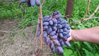 Обзор урожая виноградника 2021.