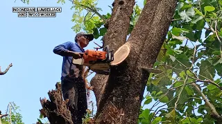 Crazy Lumberjack... Cut down a super old trembesi tree, Stihl ms 881.
