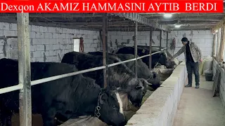 BUQA BOQISH SIRLARNI DEXQON AKAMIZ HAMMASINI AYTIB BERDILAR 🐂