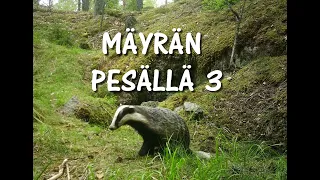 Mäyrän pesällä 3