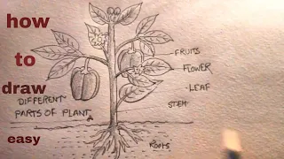 let's Draw parts the of a plant/diagram parts of plant/plant drawing