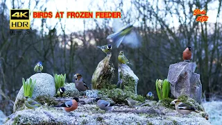 Birds at frozen feeder - 4K HDR - CATs tv