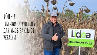 ТОП-3 гібриди соняшнику Lidea для Західної України!