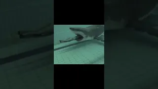 SWIMMING INTO A SHARK?!