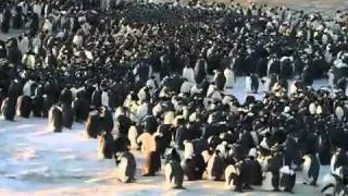 Penguins do the wave to keep warm