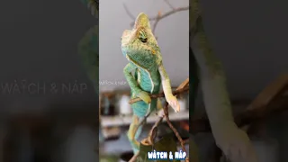 "The Chameleon Chronicles: 🦎Master of Disguise✓ 🎥" #chameleon  #insects #shorts