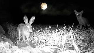 Зайцы и Лисицы в преддверии зимы. Ночная жизнь / Hares and Foxes expect winter