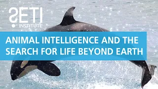 Animal Intelligence and the Search for Life Beyond Earth