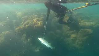 Pesca Sub,  momento exato que o colega capturou um robalo..