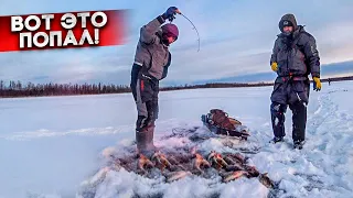 Вот это попал на РАЗДАЧУ КРУПНЯКА / ПЕРВЫЙ лед НЕ ОПУСТИТЬ приманку / ЯКУТИЯ 2023-2024