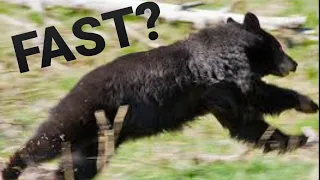 How fast can black bear run?