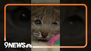 CUTENESS OVERLOAD 😻 Four bobcat kittens were saved in Denver #colorado #babyanimals #denver