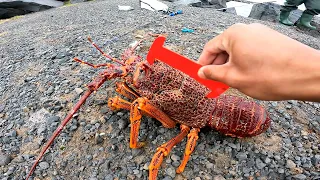 Catching Lobster at Port Mac ( South Australia)