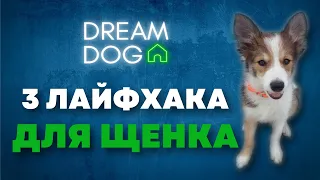 3 лайфхака для щенка 🐶 С чего начать дрессировку собаки дома 🐕  Как правильно научить и приучить 🐩