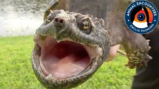 La tortuga MORDEDORA: Un lagarto con carapacho!